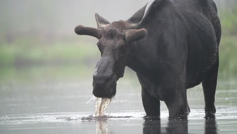 Slow-motion-video-of-a-bull-moose-feeding-in-a-pond-on-a-foggy-morning,-lifting-its-head-and-looking-into-the-camera-with-water-dripping-from-its-antlers