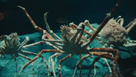 Japanese-Spider-Crab,-Marine-Crab-Species.-Close-up-Shot