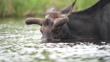 Up-close-slow-motion-video-of-a-bull-moose-feeding-in-a-pond-during-the-day-and-lifting-its-head-out-of-the-water