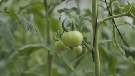 Closeup-Of-Green-Tomatoes-Growing-On-Vine-In-Lush-Garden-Scene