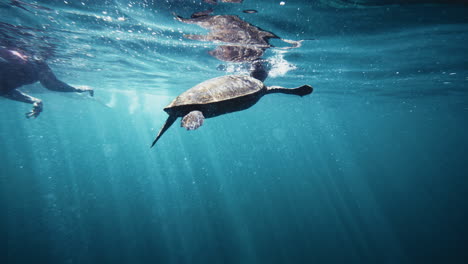Divers-approach-and-follow-turtle-rising-to-surface-as-sunlight-glistens-across-clear-blue-waters,-silhouette