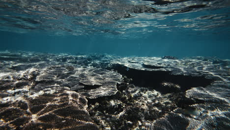 Klares-Licht,-Das-Auf-Das-Acropora-Korallenriff-Scheint-Und-Sich-Auf-Der-Wasseroberfläche-Spiegelt