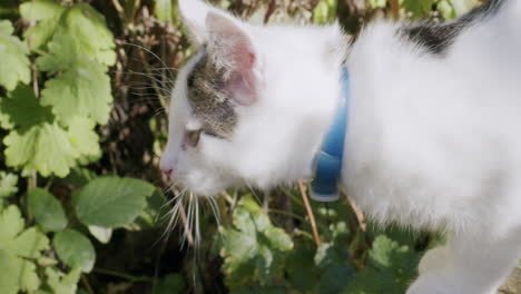 Weißes-Kätzchen-Springt-Aus-Dem-Bildschirm-In-Einem-Garten-An-Einem-Sonnigen-Tag