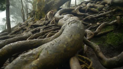 Closeup-of-giant-tree-roots-above-the-ground-in-tropical-forest-in-famous-tourist-destination-Guna-Cave-in-Kodaikanal,-Tamil-Nadu