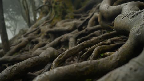 Closeup-of-giant-tree-roots-above-the-ground-in-tropical-forest-in-famous-tourist-destination-Guna-cave-in-Kodaikanal,-Tamil-Nadu