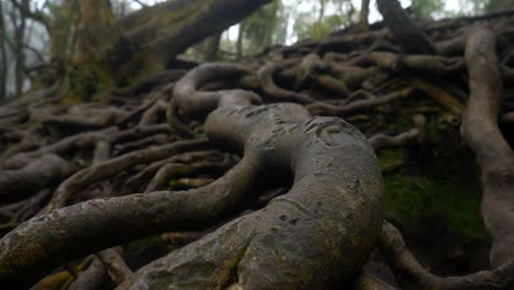 Closeup-of-giant-twisted-tree-roots-above-the-ground-in-tropical-forest-in-famous-tourist-destination-Guna-Cave-in-Kodaikanal,-Tamil-Nadu