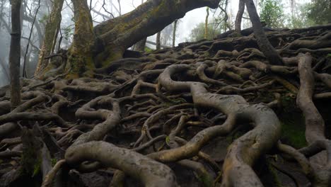 Giant-twisted-tree-roots-above-the-ground-in-tropical-forest-in-famous-tourist-destination-Guna-Cave-in-Kodaikanal,-Tamil-Nadu