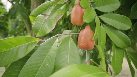 Frutas-Tropicales-Marrones-Exóticas-Maduras-Y-Orgánicas-En-Alimentos-Isleños-Orgánicos-Y-Nutricionales-De-árboles
