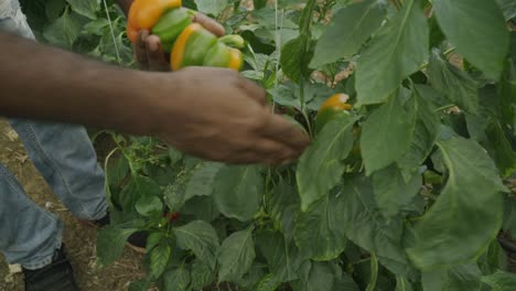 Farmer-picking-bell-peppers-hanging-on-a-plant-farming-and-cultivation-of-fresh-healthy-crops