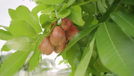 Bonito-Primer-Plano-De-Fruta-Ackee-Con-Viento-Soplando-Ackee-Maduro-Y-Orgánico-Frutas-Tropicales-Marrones-Exóticas-En-El-árbol-Comida-Isleña-Orgánica-Y-Nutricional