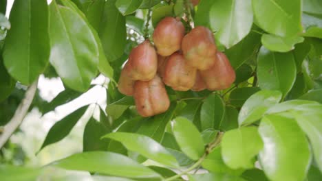Primer-Plano-De-Frutas-Tropicales-Marrones-Exóticas-Ackee-Maduras-Y-Orgánicas-En-Alimentos-Isleños-Orgánicos-Y-Nutricionales-De-árboles