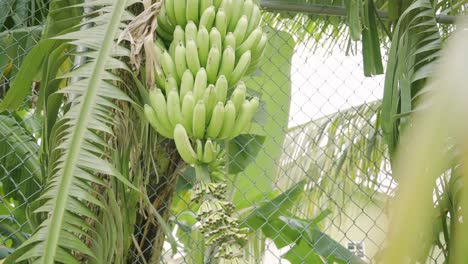 Great-shot-of-banana-tree-full-of-healthy-green-and-ripe-bananas-ready-to-be-harvested