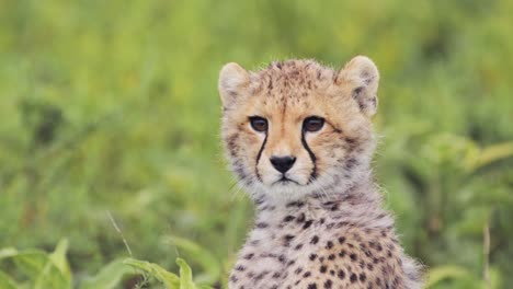 Cheetah-Cub-Close-Up-in-Tanzania-in-Serengeti-National-Park-in-Africa,-Cute-Baby-Animals-Portrait-Shot-of-Cheetahs-Cubs-Face-on-African-Wildlife-Safari-Animals-Game-Drive