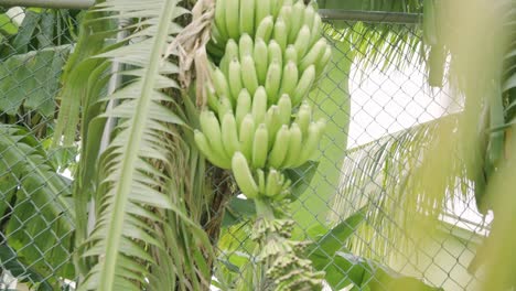 Great-depth-of-field-shot-of-banana-tree-full-of-healthy-green-and-ripe-bananas-ready-to-be-harvested