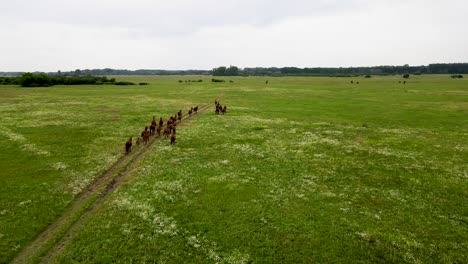 Aerial-View-of-Akhal-teke-Horses-Running-on-Open-Pasture
