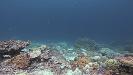 Tauchen-Sie-Ein-In-Ein-Tiefseekorallenriff-Voller-Meereslebewesen-Und-Erleben-Sie-Die-Atemberaubende-Vielfalt-An-Korallen-Und-Fischen-Im-Klaren,-Blauen-Wasser-Von-Raja-Ampat-In-Indonesien
