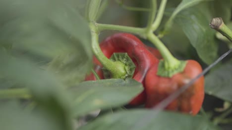 Close-Up-of-Ripe-Red-Bell-Pepper-Growing-in-Garden