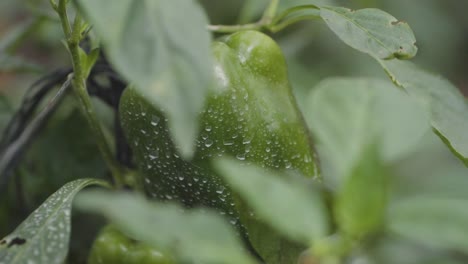 Close-up-of-a-growing-green-bell-pepper-with-water-droplets-on-a-plant