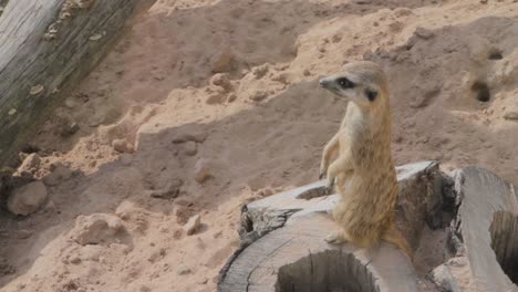 Alert-meerkat-standing-on-a-log-in-sandy-environment,-observing-its-surroundings