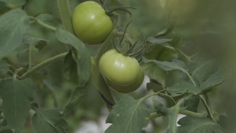 Close-up-cinematic-b-roll-of-green-tomatoes-growing-on-the-vine