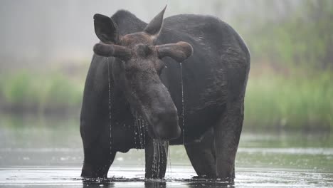 Slow-motion-video-of-water-dripping-from-a-bull-moose's-antlers-as-it-turns-its-head-while-standing-in-a-pond-on-a-foggy-morning