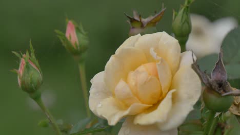 A-dewy-rose-waving-in-the-wind-next-to-a-new-and-old-bud
