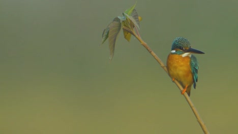 Beautiful-small-blue-kingfisher-perched-on-a-twig