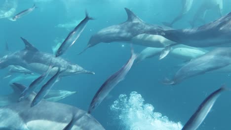 Sardine-bait-ball-running-from-common-dolphins-pod-near-ocean-surface