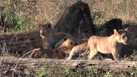 A-lioness-nursing-her-cubs-behind-a-tree-in-the-shade