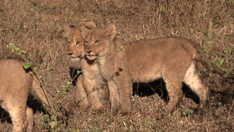 Lion-cubs-sit-together-relaxing,-yawning-and-looking-around-curiously