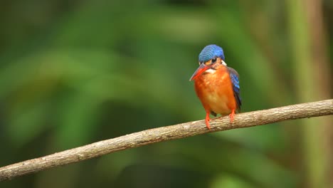 a-beautiful-little-bird-called-the-Blue-eared-kingfisher-was-eyeing-a-fish-then-glided-down-and-return-with-its-prey