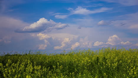 -Timelapse-shot-of-beautiful-cloud-moving-and-transforming-above-a-rapeseed-field-in-full-bloom