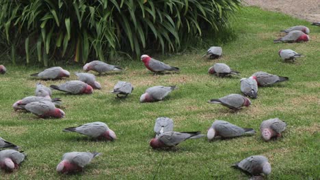Many-Galah-Birds-Eating-In-Garden-Australia-Maffra-Gippsland-Victoria