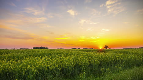Timelapse-shot-of-sunrise-over-yellow-mustard-flower-field-during-morning-time