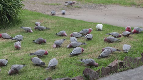 Lots-Of-Galahs-And-One-Corella-Eating-In-Garden-Australia-Maffra-Gippsland-Victoria