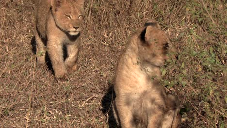 Lion-cub-moving-closer-to-sit-down-with-it's-brother-in-the-bush
