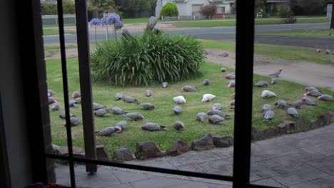 Lots-Of-Galahs-In-Garden-View-From-House-Australia-Maffra-Gippsland-Victoria