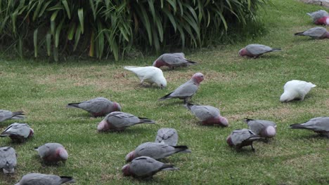 Two-Corella-Birds-With-Lots-Of-Galahs-In-Garden-Australia-Maffra-Gippsland-Victoria