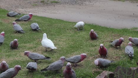 Two-Corella-Birds-With-Lots-Of-Galahs-Australia-Maffra-Gippsland-Victoria