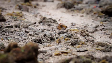 Mangrove-crab-burrows-on-sandy-beach-with-fiddler-crabs-scared-into-hiding