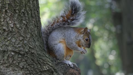 Squirrel-rodent-up-close-on-tree-branch-eating-a-nut,-Sciuridae