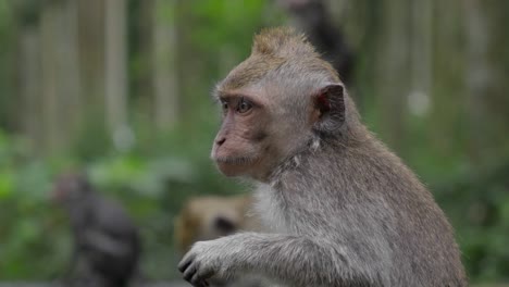 Wildlife-tropical-natural-habitat,-monkey-community,-Balinese-location