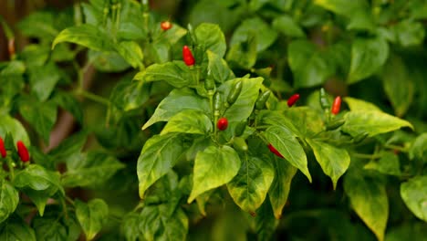 Small-red-and-green-chili-pepper-together-on-tree-with-leaves