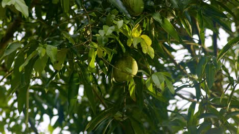 Green-mango-hanging-at-height-in-tree,-around-leaves