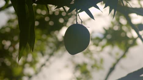 Green-mango-hanging-at-height-in-tree,-looking-into-the-sun,-silhouette-closeup