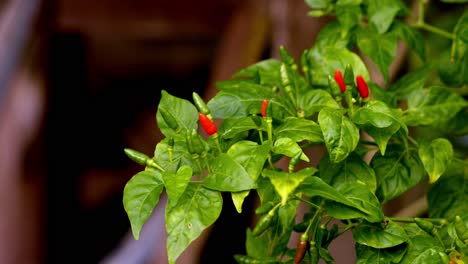 Small-red-and-green-chili-pepper-on-tree-with-leaves