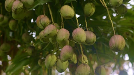 Red-mango-in-a-bunch-hanging-at-height-in-tree,-looking-up-at-fruit