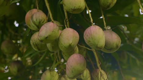 Red-mango-in-a-bunch-hanging-at-height-in-tree,-closeup-fruit-looking-up