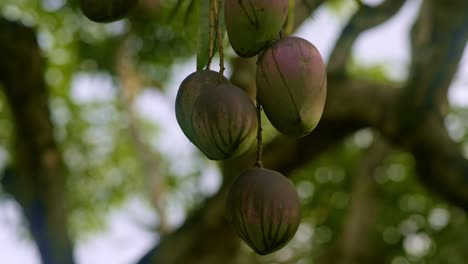 Red-mango-in-a-bunch-hanging-in-tree-at-height,-closeup