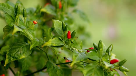 Small-red-and-green-chili-pepper-together-on-tree,-closeup-wind-blowing